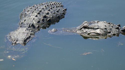 florida  usa  alligator road