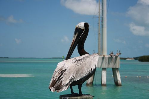 florida key west pelican
