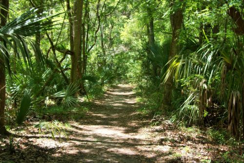 florida forest nature