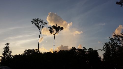 florida park scenic