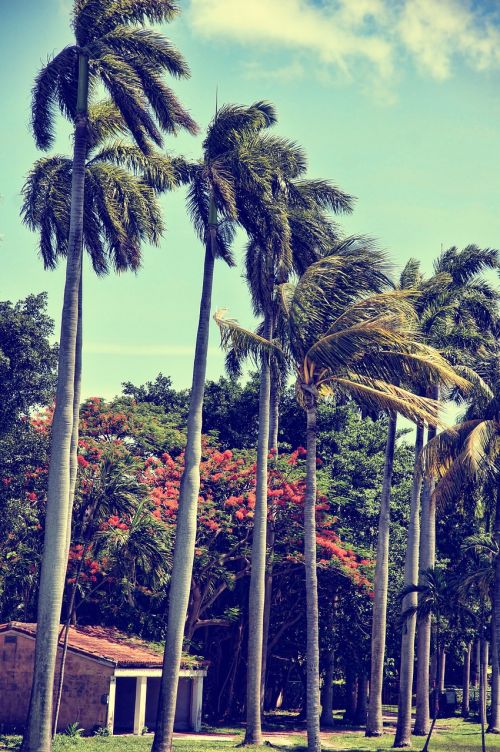 florida miami palm trees