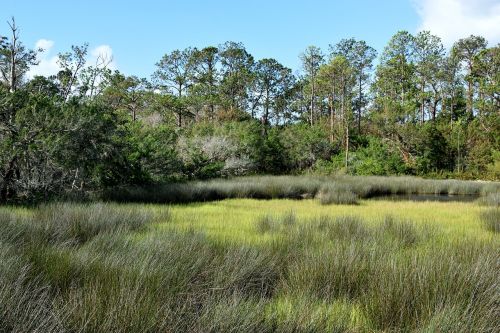 florida marshland swamp grass