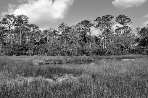 florida marshland wetland swamp