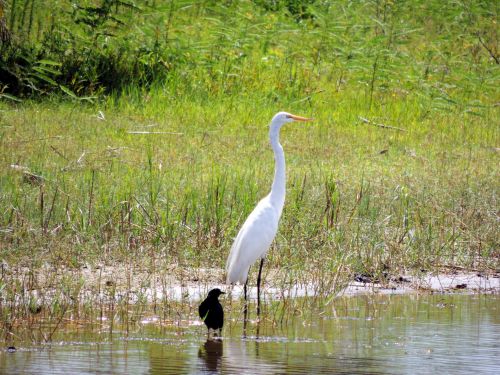 Florida Swamp Egret &amp; Baby