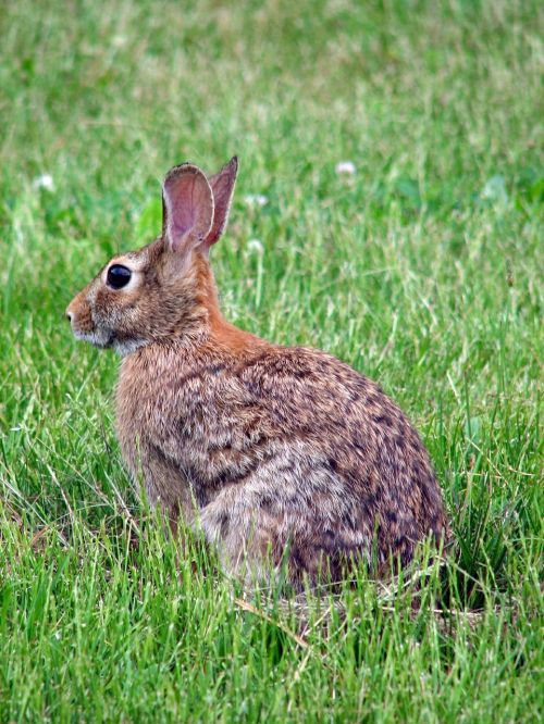 floridanus sylvilagus animal