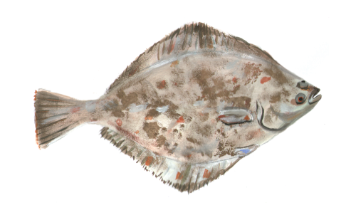 flounder fish water