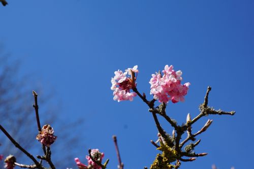 flourished spring tree