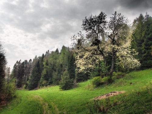 flourishing tree mountains