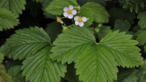 flourishing  strawberries  closeup