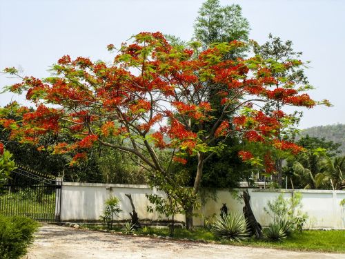 flourishing tree red bright