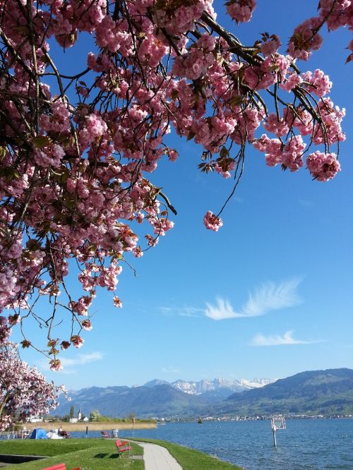 flourishing tree spring cherry blossom
