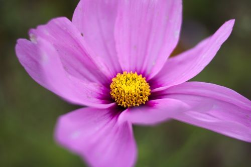 flower plant nature