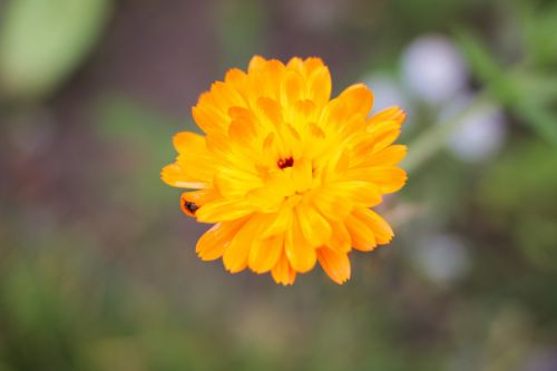 flower plant nature