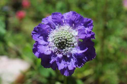 flower purple garden