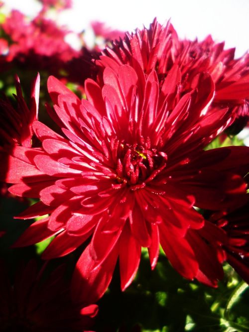 asters flower red