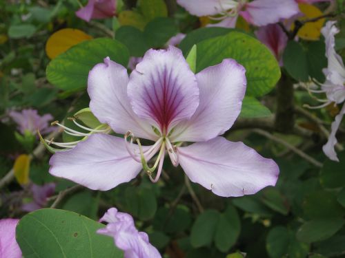 flower bauhinia purpurea