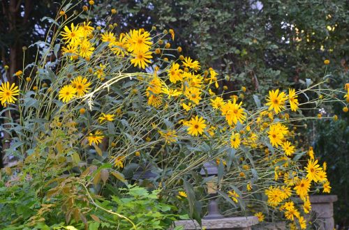 flower yellow nature