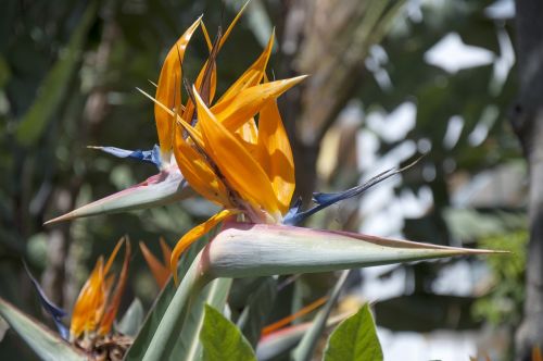flower estelicia bird of paradise