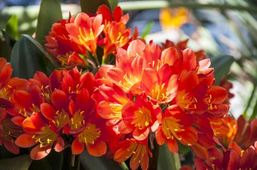 flower red plants