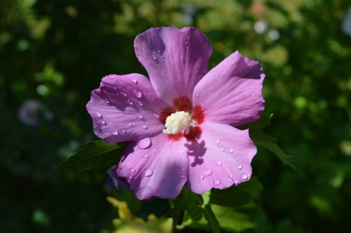 flower nature bloom