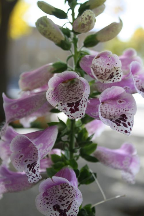 flower garden outdoors