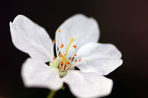 flower blossom spring