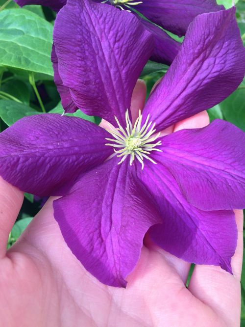 clematis flower nature