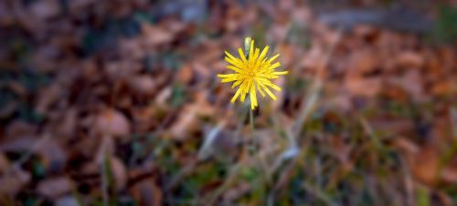 hawkweed flower plant