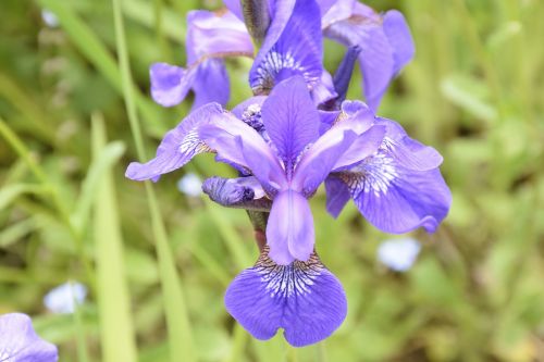 flower violet green