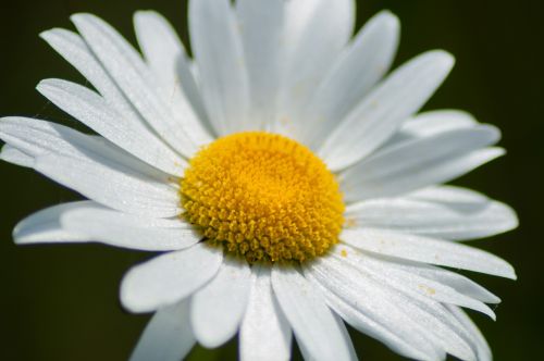 flower nature macro