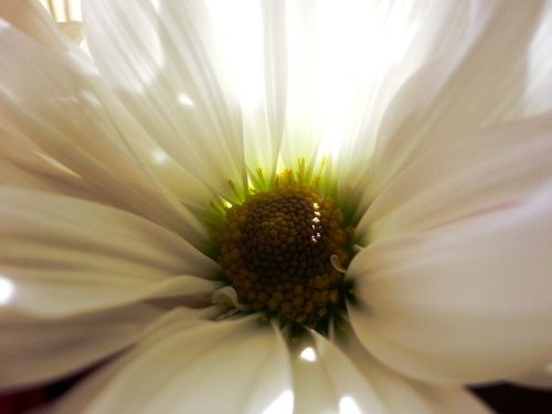 flower white flower nature