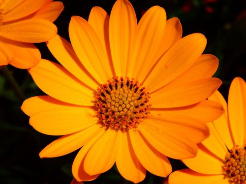 flower marigold blossom