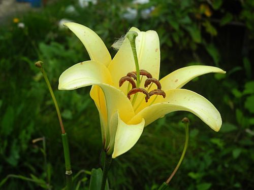 flower lily in the summer of