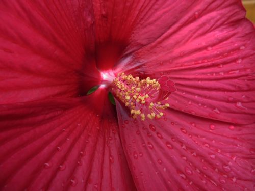 flower hibiscus plant