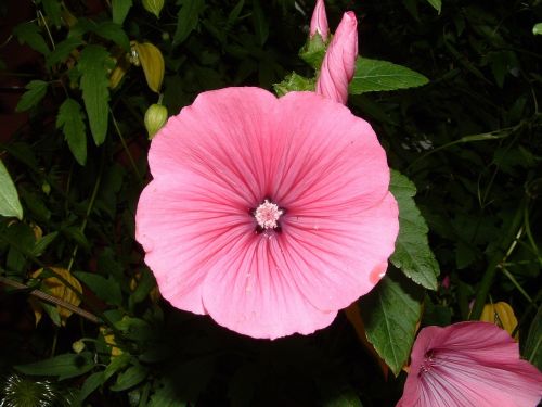 flower pink petals