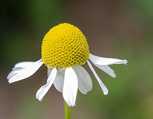 flower chamomile flowers