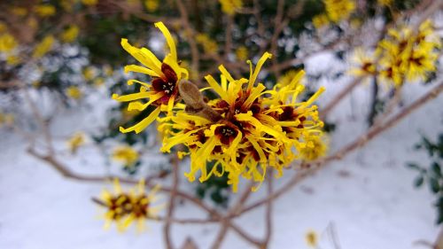 flower yellow flower blossom