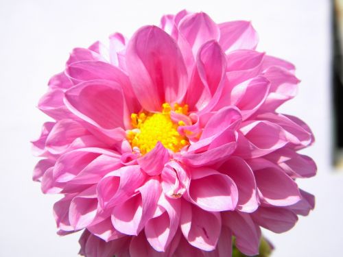 flower rosa sunny