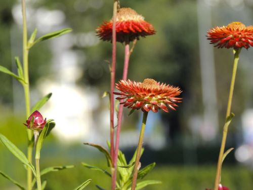 flower red blossom