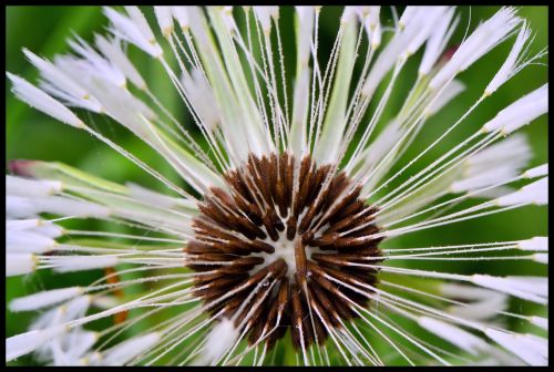 flower seeds close-up