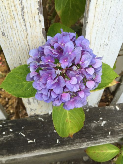 flower fence flora