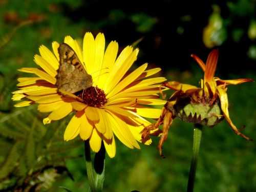 flower butterfly summer