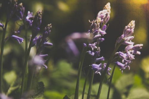 flower purple nature