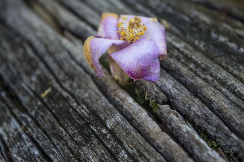 flower faded wood