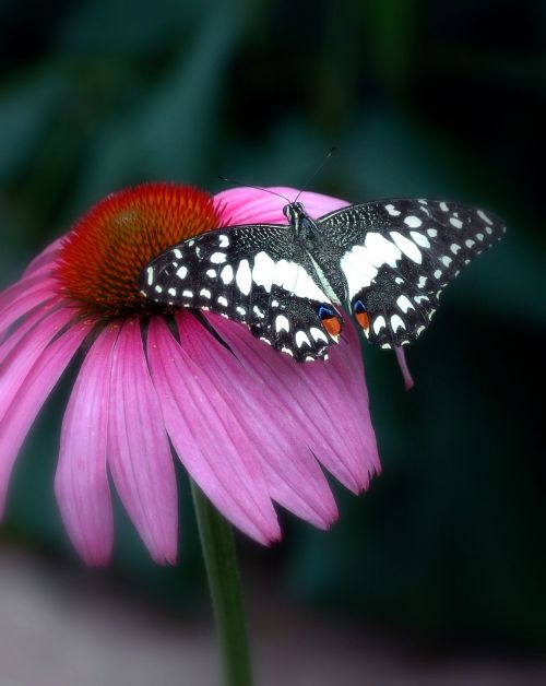 flower butterfly purple