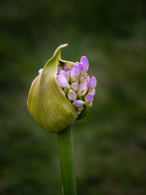 flower bud bloom