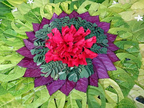 flower leaves rosette