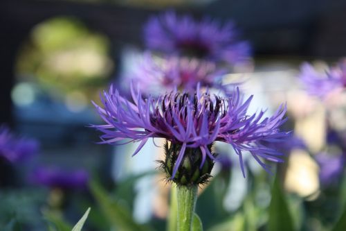 flower purple garden