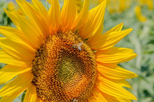 flower sunflower yellow