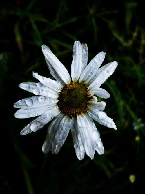 flower white daisy